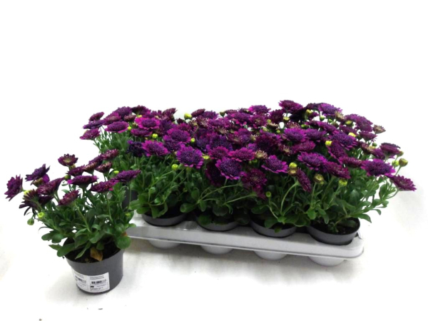 Osteospermum gefüllt lila