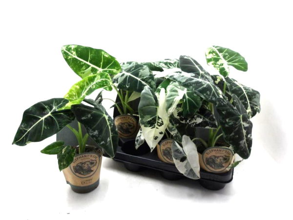 Alocasia "Frydek"