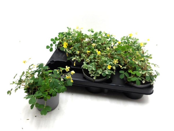 Oxalis vulc. "Nordlys"