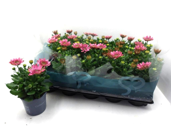 Osteospermum gefüllt pink