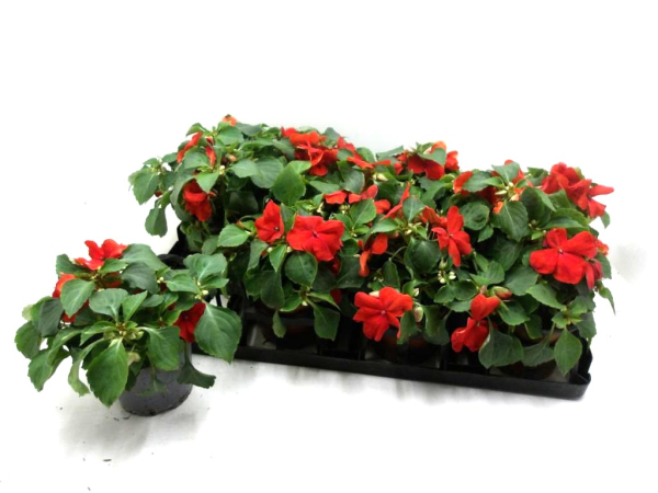 Impatiens wall. ungefüllt