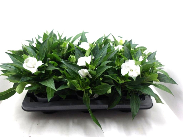 Impatiens Neu-Guinea weiß