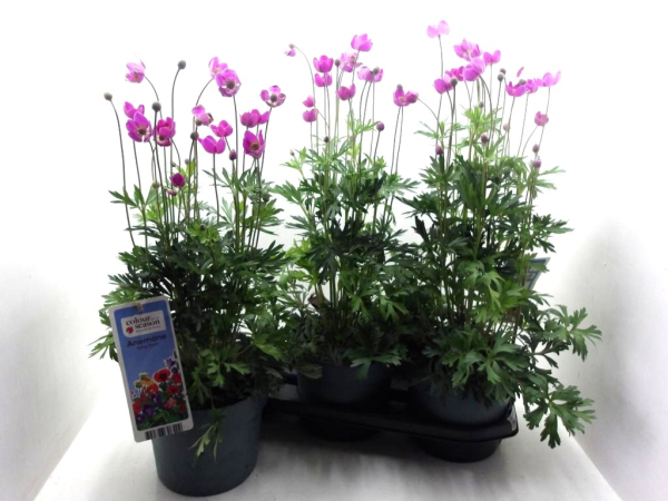 Anemone lesseri 'Spring Beauty'