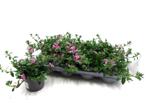 Scaevola rosa