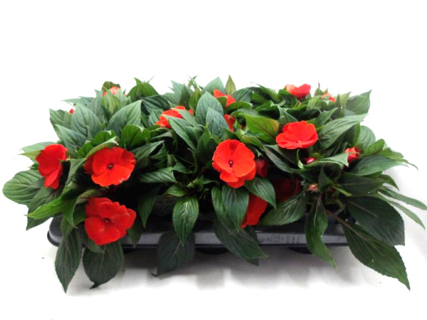 Impatiens Neu-Guinea Rottöne