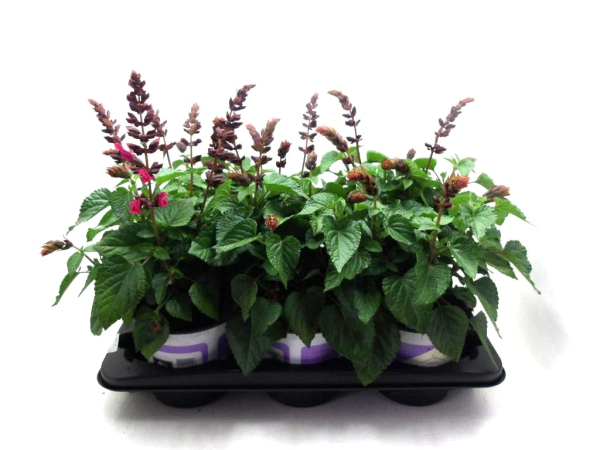 Salvia 'Salgoon' rot