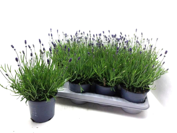 Lavandula ang.