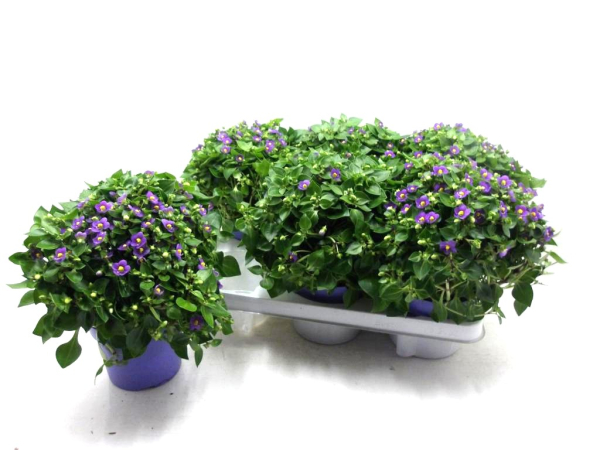 Exacum blau