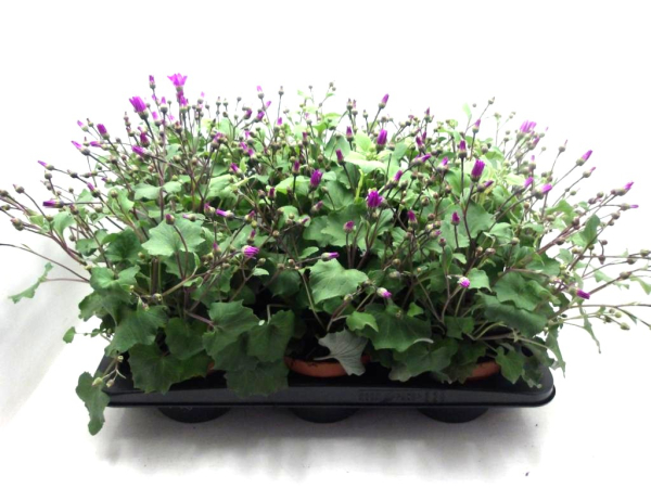 Pericallis "Senetti" pink
