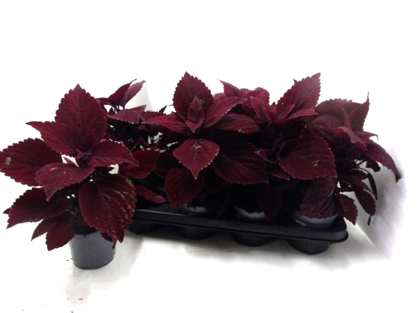 Coleus rot