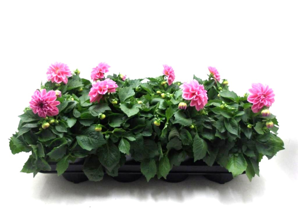 Dahlien rosa