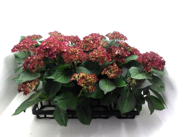 Hydrangea macr. rotweiß