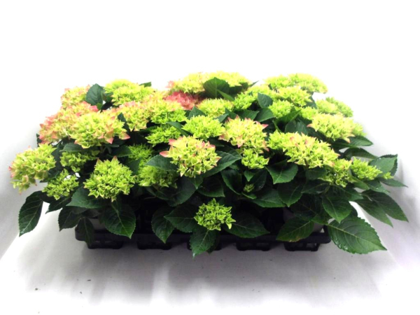 Hydrangea mac. midi pink