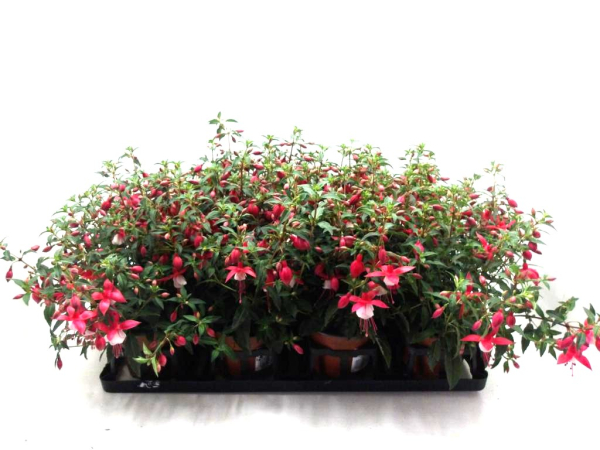 Fuchsia
