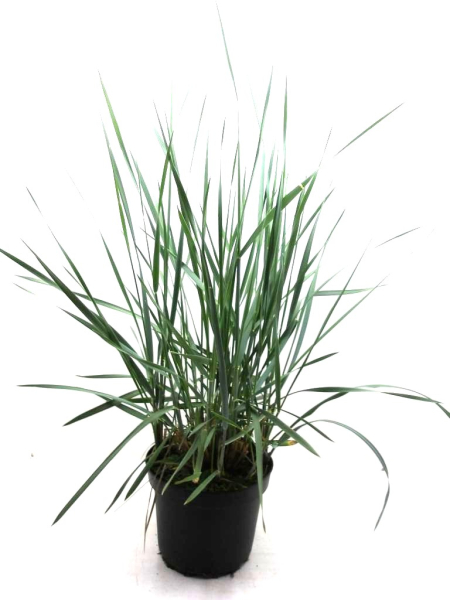 Leymus arenarius