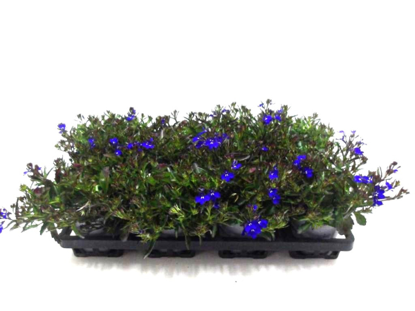 Lobelia erinus blau