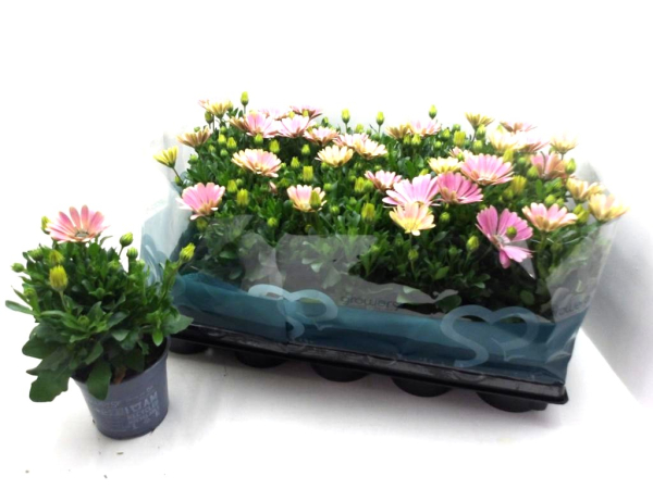 Osteospermum eckl. rosa
