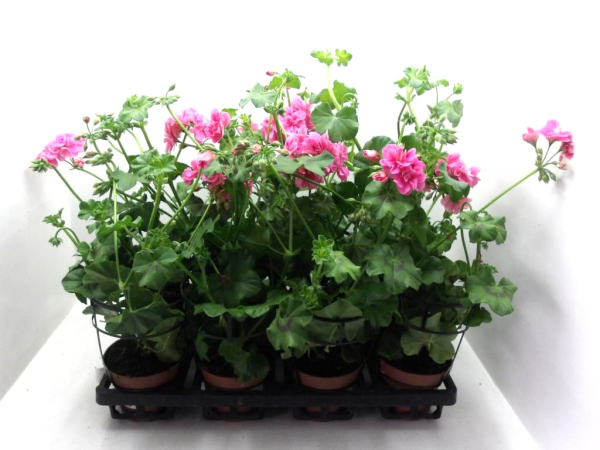 Pelargonium peltatum Rosatöne