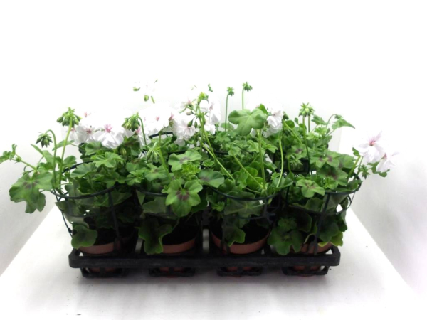 Pelargonium peltatum weiß