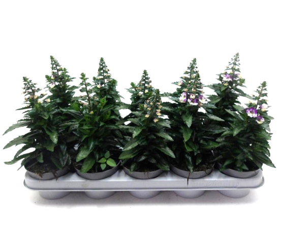 Angelonia