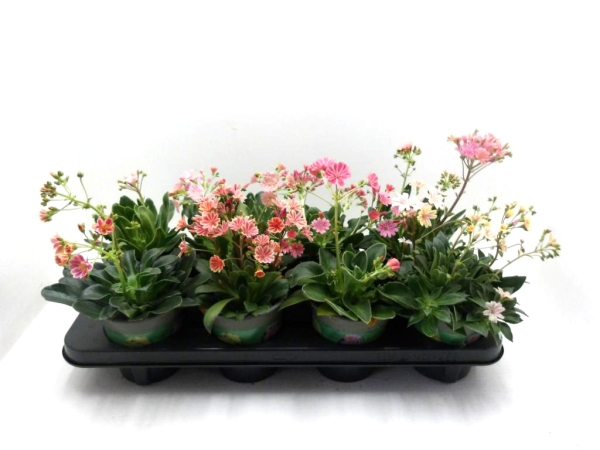 Lewisia cotyledon Mix