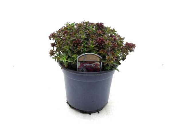 Sedum spurium Kübel