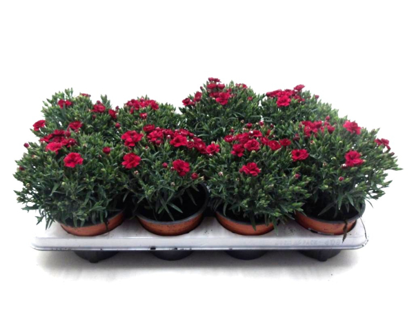 Dianthus "Peman" rot