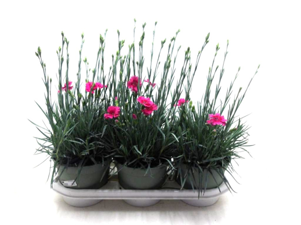 Dianthus "Whetman" pink