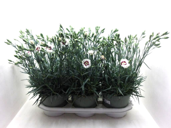 Dianthus "Whetman" weiß-rot
