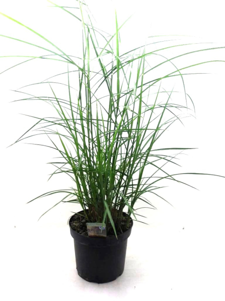 Miscanthus sin. "Ferner Osten"