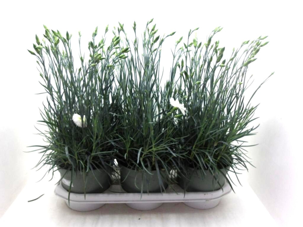 Dianthus "Whetman" weiß