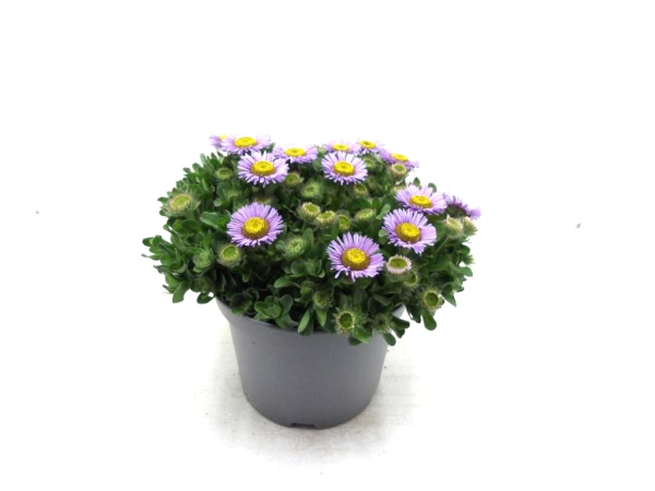 Erigeron glaucus Kübel