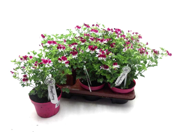 Pelargoium "Angel" pink-weiß