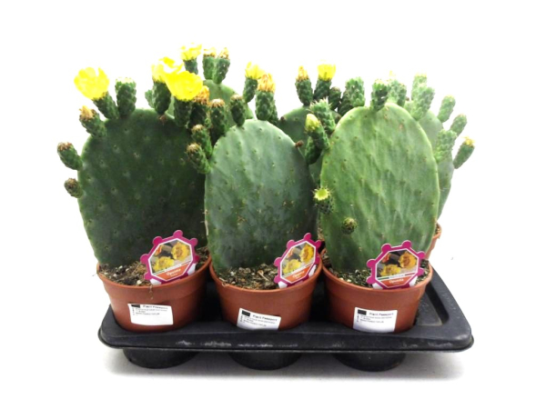 Opuntia indica