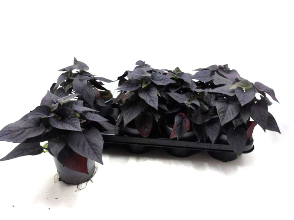 Ipomoea batate rot