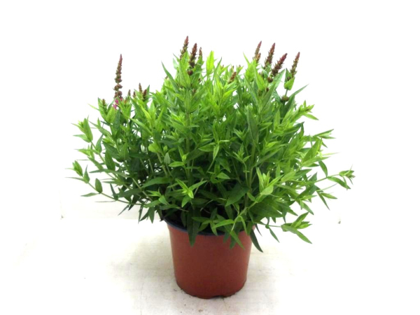 Lythrum Kübel
