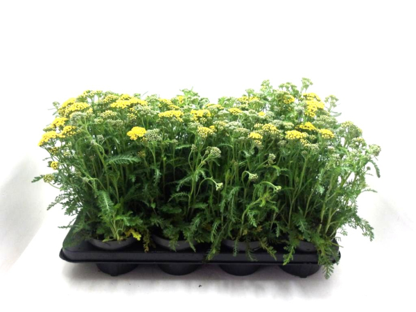 Achillea milleflorum gelb