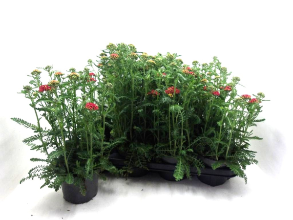 Achillea milleflorum rot