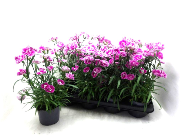 Dianthus "Aura"