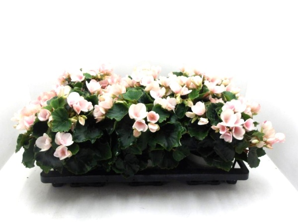 Begonia "Betulia" zartrosa