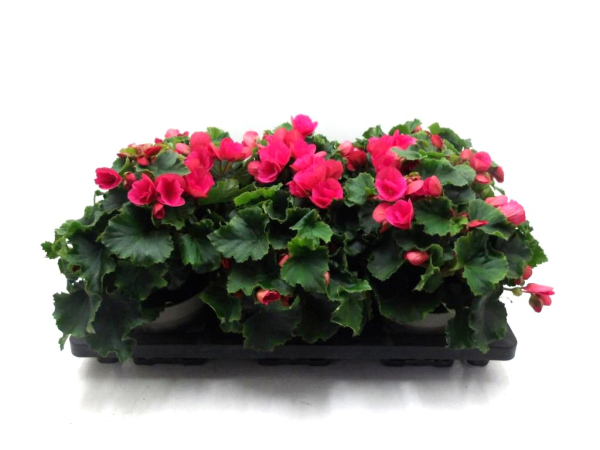 Begonia "Betulia" pink