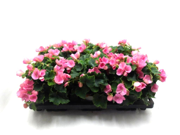 Begonia "Betulia" rosa