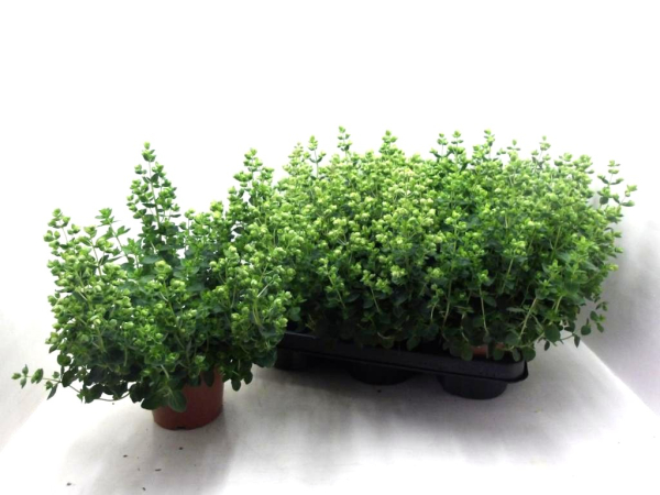 Origanum vulgare