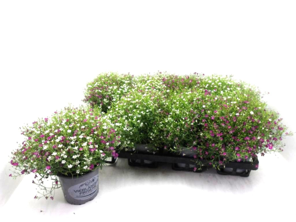 Gypsophila muralis Duo