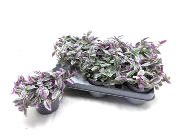Tradescantia "Rosa Sunrise"