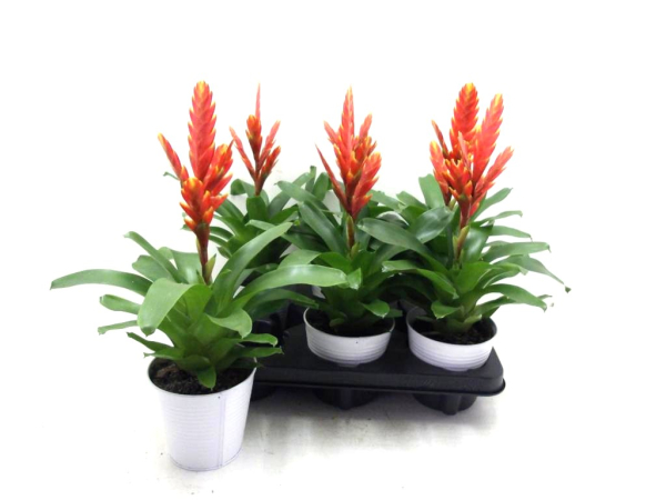 Vriesea orange in Blechtopf