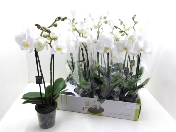 Phalaenopsis midi weiß "Flirto"