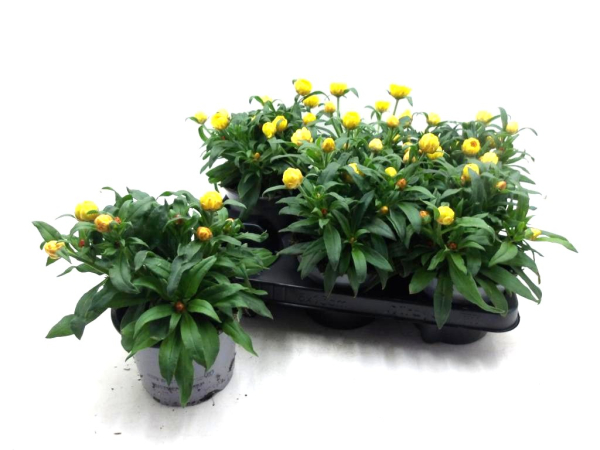 Xerochrysum gelb