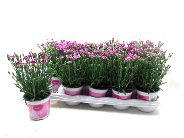 Dianthus "Pink Kisses"