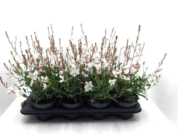 Gaura lindh. weiß